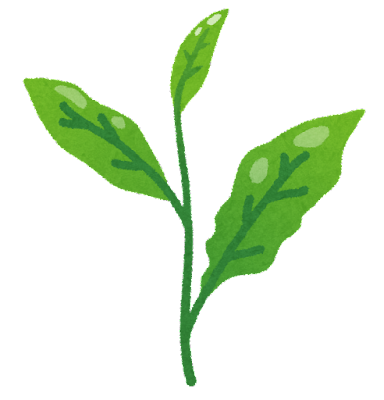 茶葉のイラスト